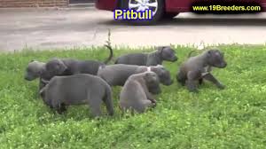 We deliver our puppies with all. Pitbull Puppies On Craigslist For Sale