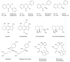 Image result for Senecio auriculatissimus