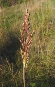 Image result for Sorghastrum