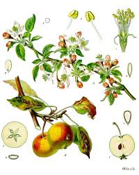 Apfel Wikipedia