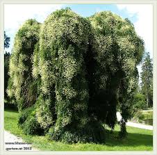 Klasse Im Garten Pflanzen Baume Garten Baum