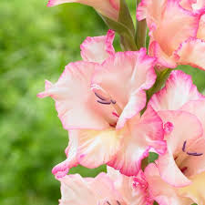 Image result for Gladiolus brachyphyllus