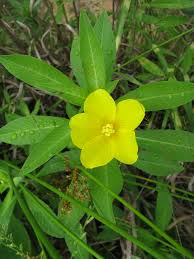 Image result for Ludwigia leptocarpa