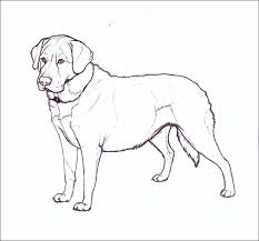 Labrador By Nikkiburr Jpg 702 653 Comic Style Art Dog Drawing Dog Art