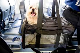 Flying internationally with a dog can be a stressful (and even dangerous) experience, for both you and the dog. Pet Travel How To Bring Your Pet Onboard