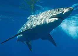 Discover how long great white shark lives. Great White Shark Facts