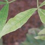 Image result for Toddalia simplicifolia