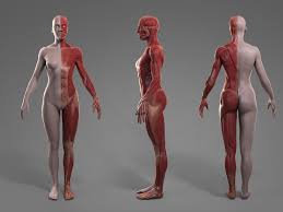 Artstation Anatomy Female Tool Reference For Artists Resources Rotate the model by holding the left click button and dragging with your mouse. anatomy female tool reference for artists