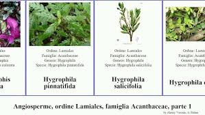 Image result for Justicia petiolaris