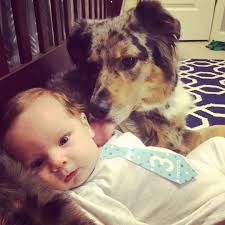 The wife gently told Bailey the dog, “Take care of my daughter.” 🐶👧 She  didn't leave, but Bailey took those words to heart— and protected the  little girl every single day… until