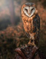 Pin By Cfr5410 On Animal Pictures Animals Beautiful Owl Pet Birds