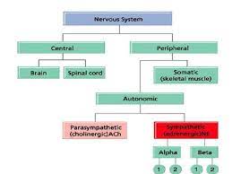 Lecture Function Autonomic Nervous System Autonomic Nervous System Nervous System Peripheral Nervous System