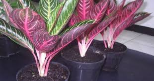 Pride Of Sumatra Chinese Evergreen Ornamental Plants Trees To Plant
