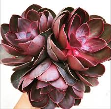 Image result for Nymphoides thunbergiana