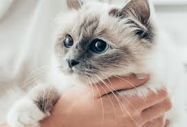 This allows you to get the quality care your pet deserves as if your pet has been injured and it is late at night you might be wondering is there a 24 hour vet near me? depending on where you live you might find. 24 7 Pet Emergency Care Near Me 07860 Newton Veterinary Hospital