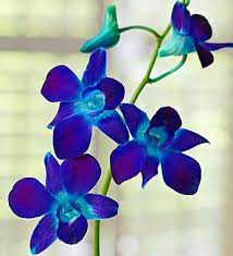 For homeowners with classical tastes, the presence of stained glass windows in a structure speaks to its history and refinement, and the addition of an original can add the. Ocean Breeze Orchids 10 20 Stems From 1 800 Flowers Com Blue Orchid Flower Orchid Photography Orchids