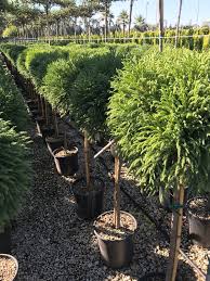 We did not find results for: Cryptomeria Japonica Globosa Nana Half Standard Cl25 Mid Ulster Garden Centre Hortus Vitae Ltd