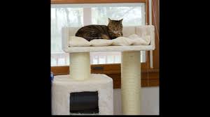 Maine coon in cats & kittens for rehoming in ontario. Cat Tree King Unboxing And First Impressions Youtube
