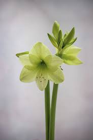 Image result for Hippeastrum