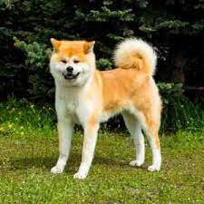 Are akita inus dangerous dogs? The American Akita Dog Breed Profile Full Information And Advice