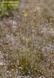 Image result for Xyris