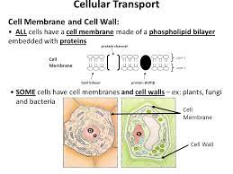According to this model, the cell membrane is considered as a liquid having two surfaces. Cellular Transport Cell Membrane And Cell Wall All Cells Have A Cell Membrane Made Of A Phospholipid Bilayer Embedded With Proteins Cell Membrane Lipid Ppt Download