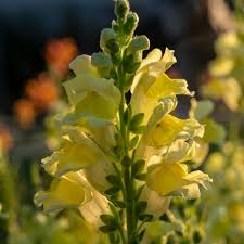 Image result for Snapdragon Yellow 1979 MG