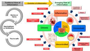 Webmd explains inflammation, a process by which the body's immune system malfunctions. Re Evaluating The Causes And Consequences Of Non Resolving Inflammation In Chronic Cardiovascular Disease Springerlink
