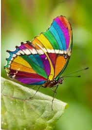 Pin By Igidela On Mariposas Beautiful Butterflies Butterfly Pictures Butterfly