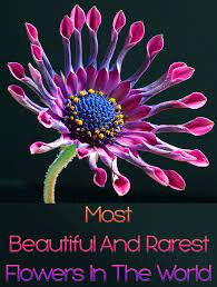 Tulips are a bulbous plant species in the genus tulipa belonging to the liliaceae family. 10 Most Beautiful And Rarest Flowers In The World