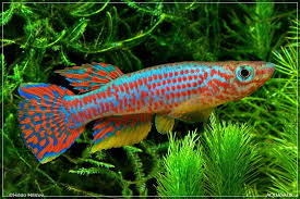 Aphyosemion Elberti Ndokayo Aquarium Fish Fish Tropical Fish