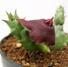 Image result for Orbea knobelii