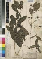 Image result for Rhabdophyllum