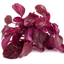 Cara menyiangi dan membersihkan sayur bayam. Sayur Bayam Merah 1 Ikat 150 Gr Shopee Indonesia