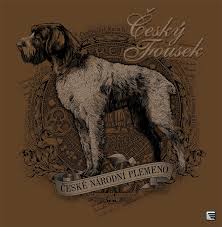 Image result for český fousek stavba těla