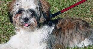 The cairn terrier gets its name from ancient stone mounds (called cairns) found in scotland. Shih Tzu Terrier Mix Temperament Size Lifespan Adoption Price