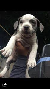 Hulk pitbull puppies, if also trained to be elite protection dogs, could fetch up to $55,000 per pup. Blue Pitbull Puppy 230 For Sale In Compton California Classified Americanlisted Com