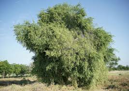 Image result for Salvadora persica