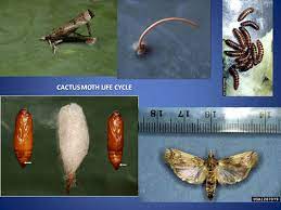 At the start of the 1900s, an area of over 40,000 square kilometers in australia was affected by opuntia, before it was controlled with bugs. Cactus Moth