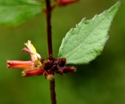 Image result for Triumfetta tomentosa