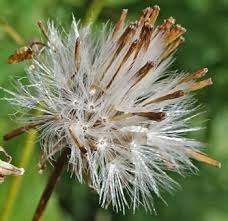 Image result for Senecio sp.no.3