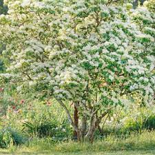 Blush pink blossoms open before deep this shrubby deciduous tree is known for its multitude of ornamental features. 18 Small Trees That Will Add Tons Of Color To Your Landscape Small Trees Flowering Trees Specimen Trees
