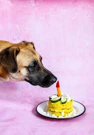 The easiest dog birthday cake recipe (and the cutest) for your favorite canine companion. No Bake Dog Cake Green Evi