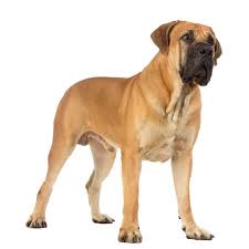 Both of these dogs can be friendly but . Boerboel Buy A Dog Nigeria