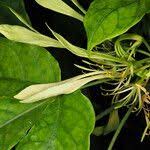 Image result for Crateva eminens