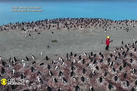 How is climate change affecting penguins. Penguin Species In Antarctica Hit Hard By Climate Change Northeastern University College Of Engineering
