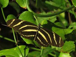 Plants attract potential pollinators in many ways, including by their color, scent, reflectance, size, outline, surface texture, temperature, and motion. Finding Butterflies In North Central Florida Florida State Parks
