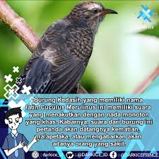 Burung ini, namanya emprit (atau prit) gantil. Dark Ice Mystery Darkice Burung Kedasih Kicauan Facebook