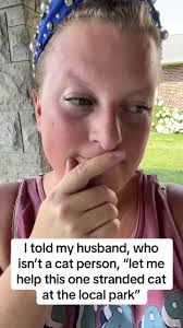 Helping Stray Cats Find Shelter and Care