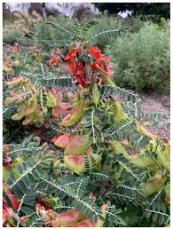 Image result for Vigna frutescens